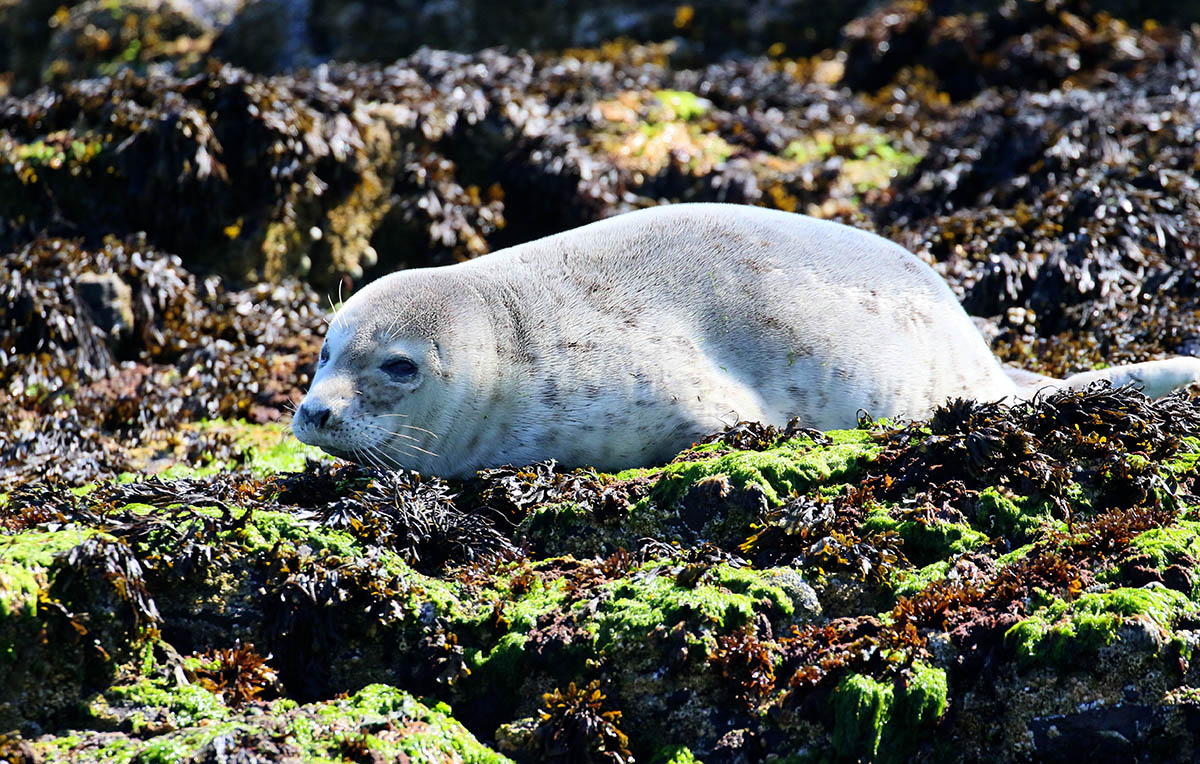 Farne Islands - grijze zeehond